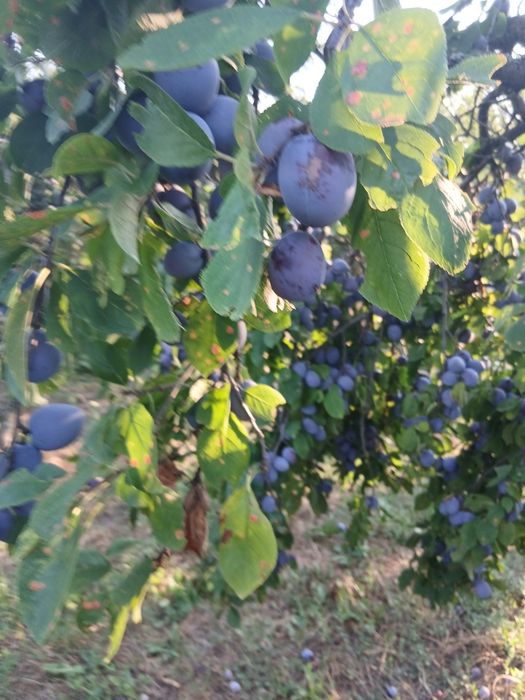 Vând prune de calitate gustoase, nestropite 
Preț 2 lei negociabil