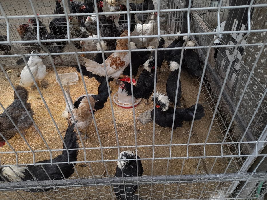 Vând cocoșei moțată olandeza