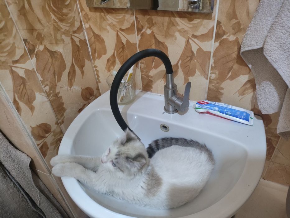 Отдам кота в добрые руки