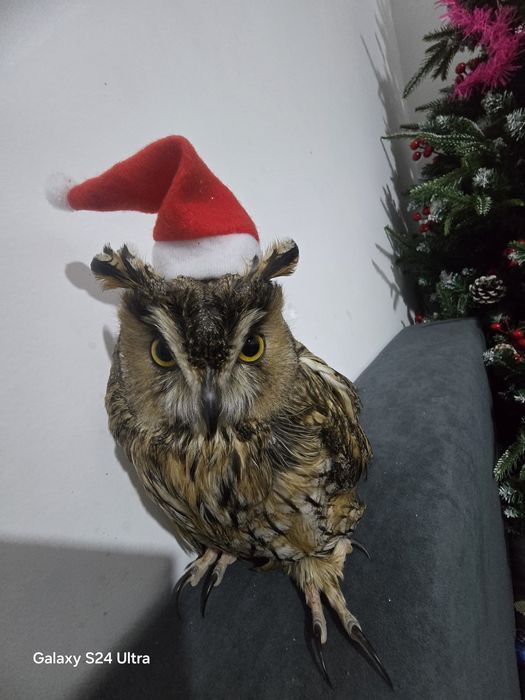 Сова ушастая 12  месяцев, домашняя,
ручная