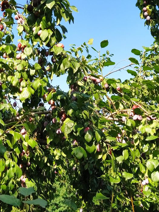 Vând prune pentru țuică cu Brix 24-28