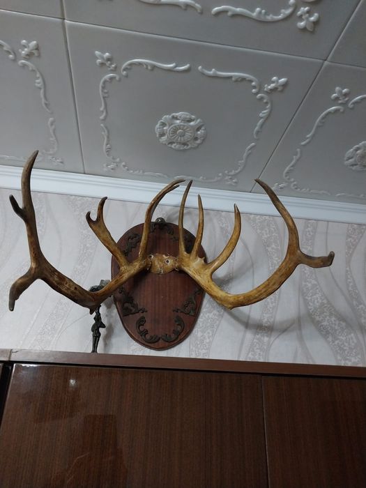 Чучела и рога животных и птиц