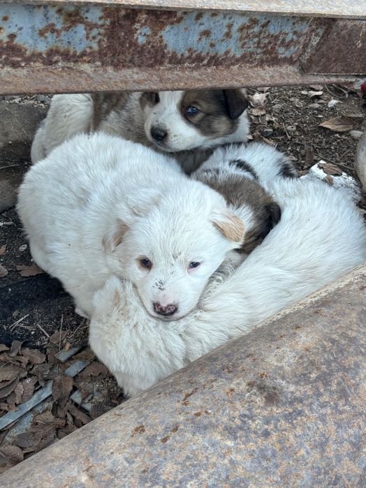 Алабай күшік 5 еу