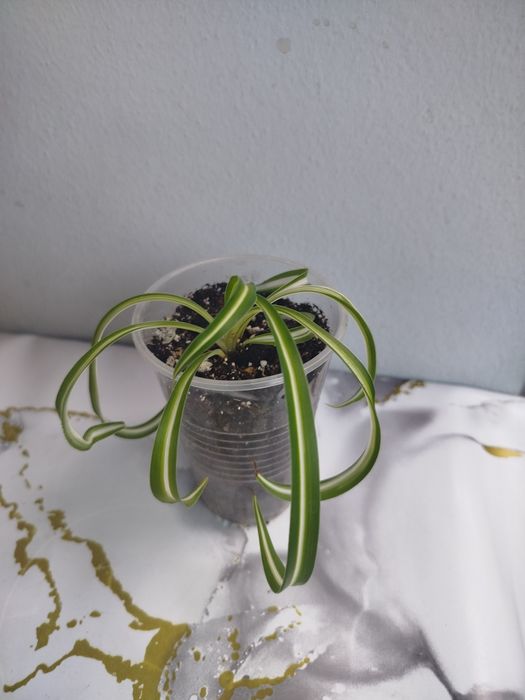 Продам хлорофитум Бонни