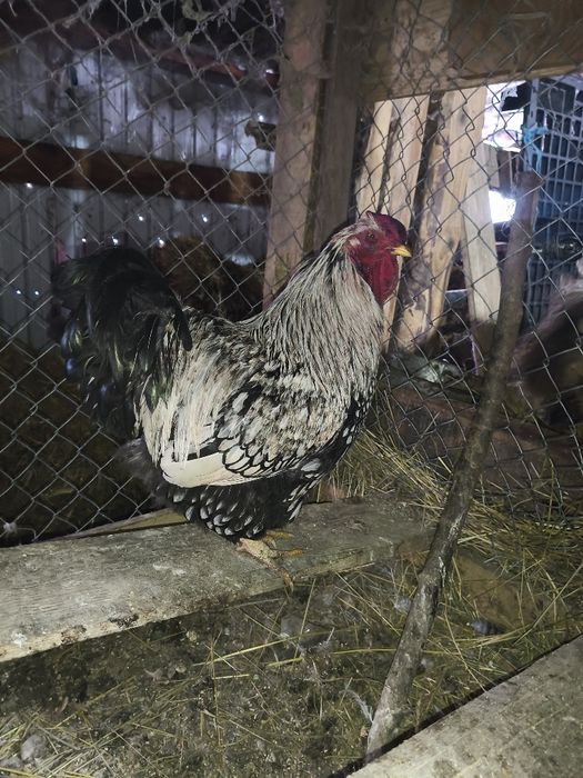 Vând cocoș și gaina
