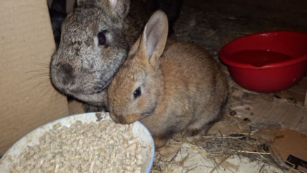 Продаются крольчата

Активные,