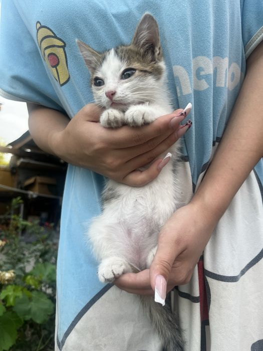 Котята в добрые руки ! Срочно