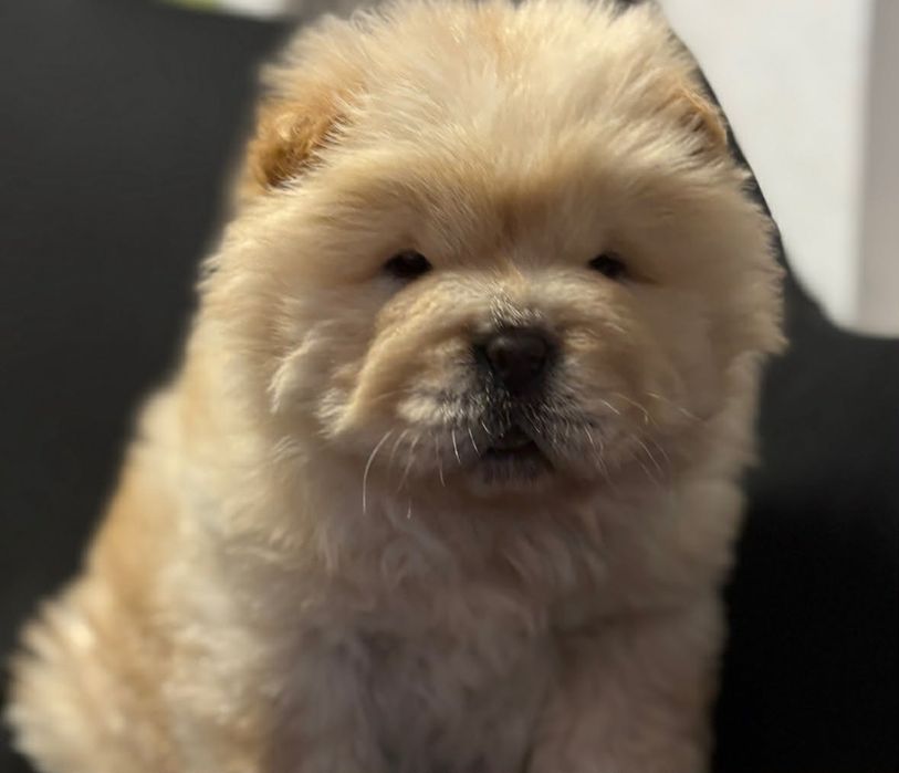 Pui Chow Chow băiat - Top calitate