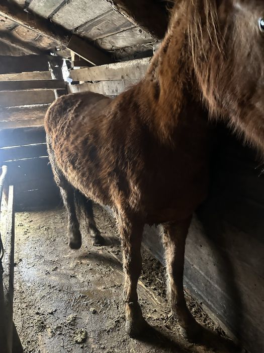 Продам тай (ургашы, девочка)