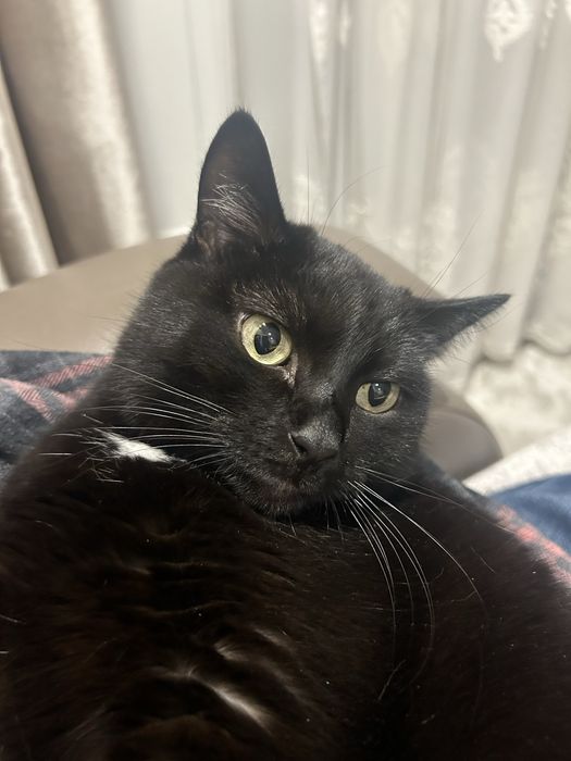 Пропала кошка черная