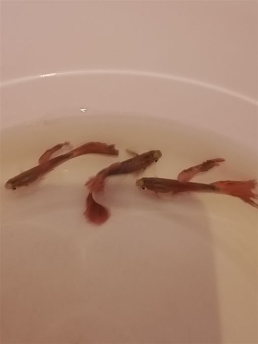 Продаю вуальных самцов гуппи