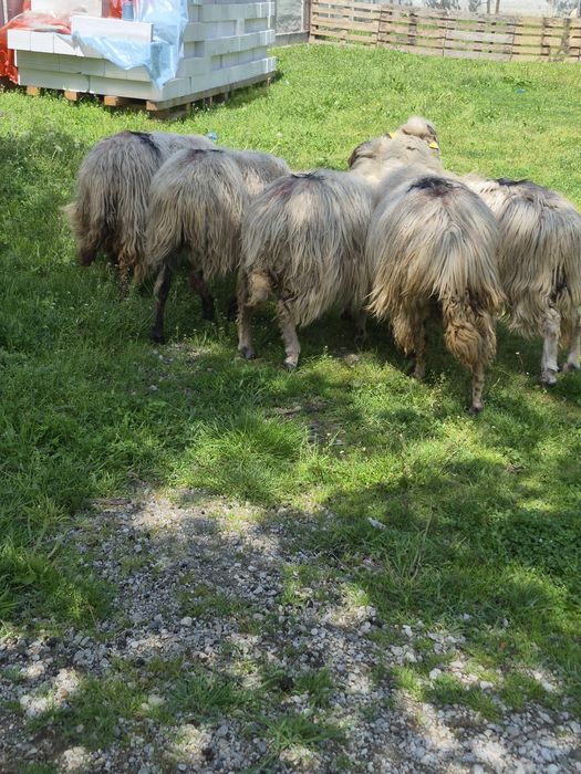 Vand oi bune de ținut