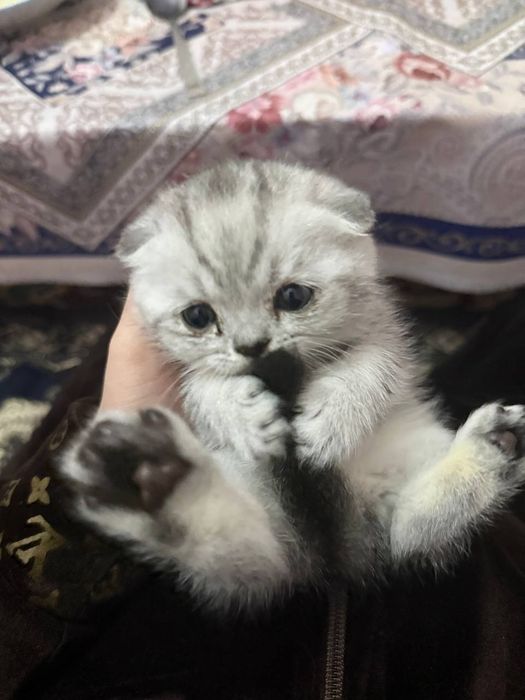 Shotlantiskiy  mushuk