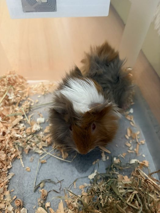 Морски свинчета малки