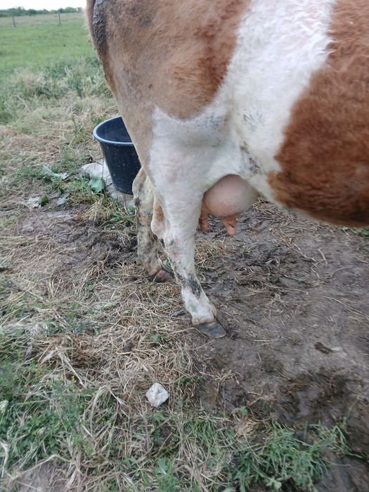 Vand vaca de 10 ani baltata românească