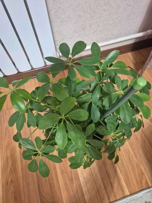 Шефлера домашняя