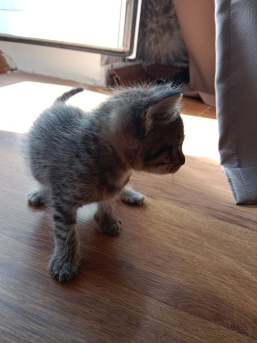 Котята маленькие