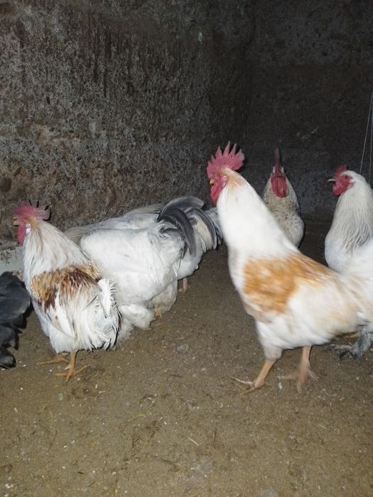 Жас    қораздар  обмен