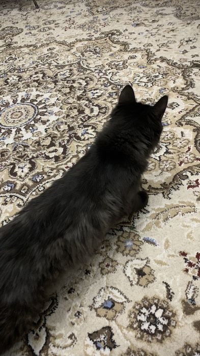 котенок 4-5 месяцев