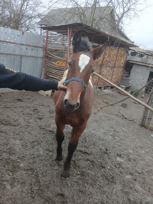 Manz devanzare harmasar 6 luni