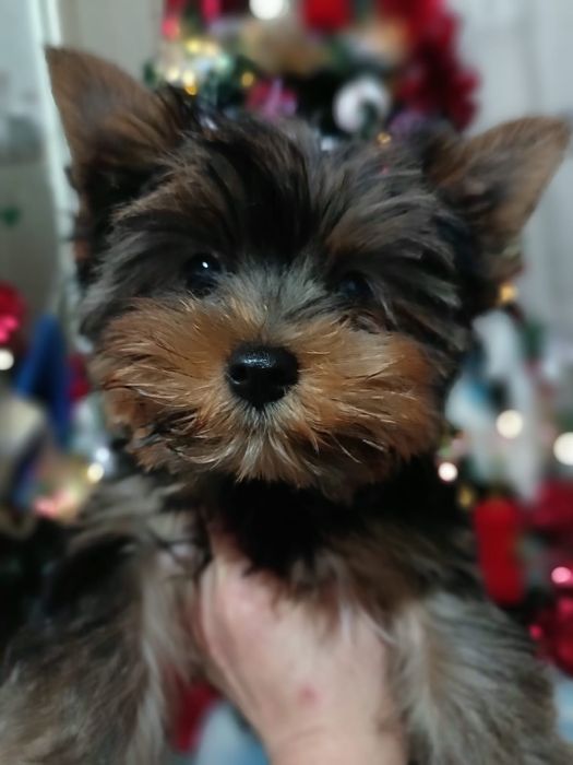 Йоркширские терьеры мальчики