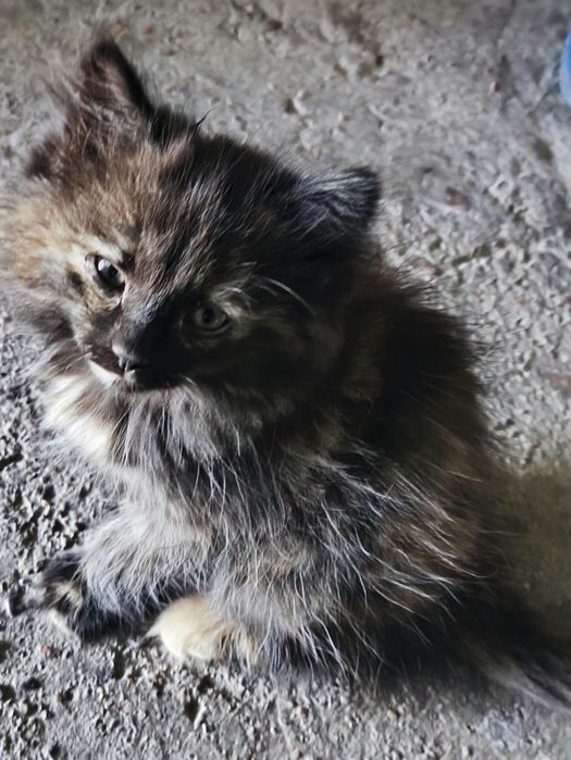 Отдам котят бесплатно