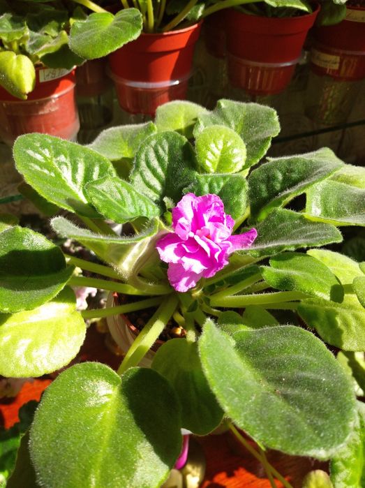 Красивые фиалки к 8 марта