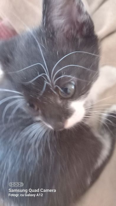 Motaneii 6 săptămâni