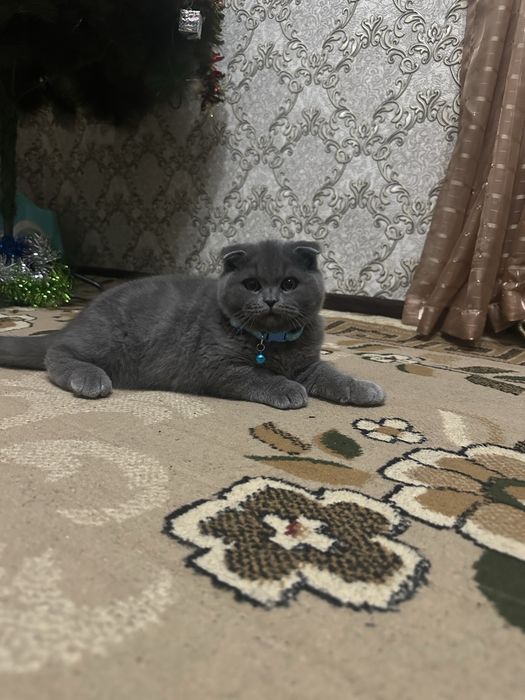 Продается кот порода скотиш фолд