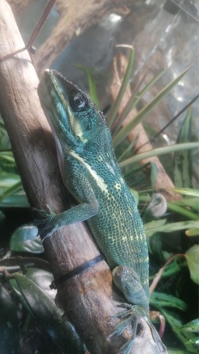 Anolis equestris (Cuban Knight Anole) – Captive Bred, 1 an