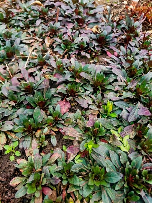 Гортензия, энотера, традесканция