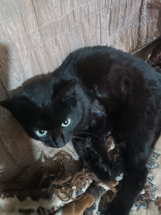 Отдам котенка в добрые руки