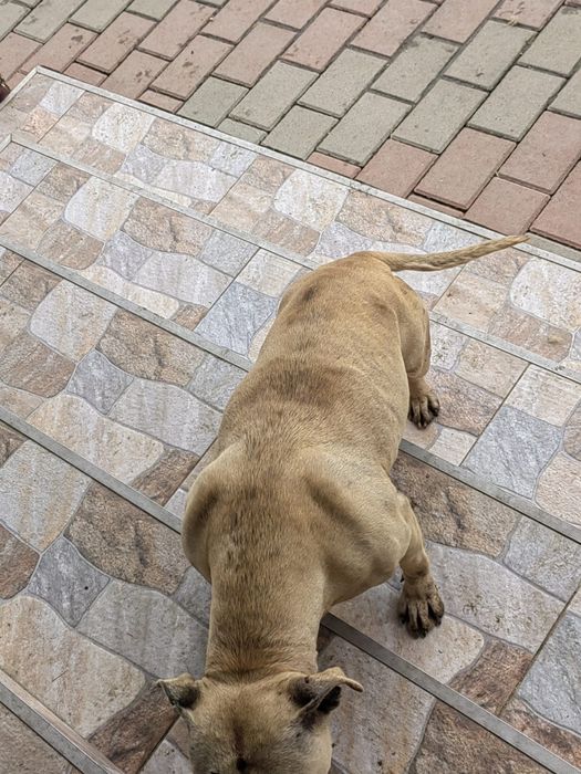 Se da spre donație o cățelușă