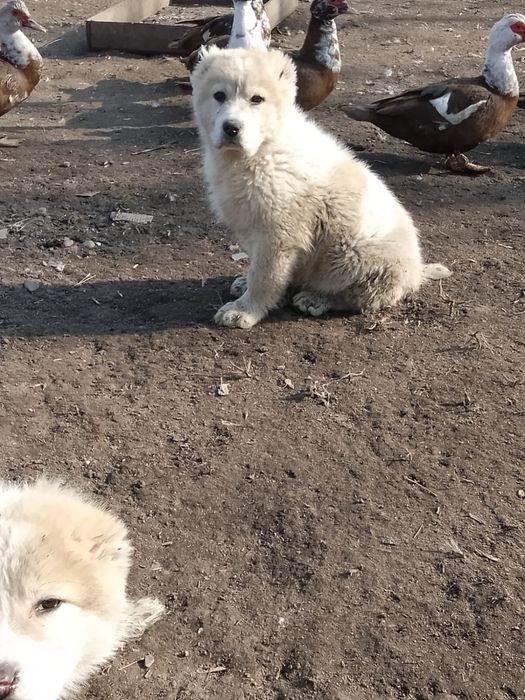 Продам щенков Сао