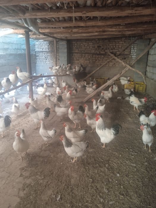 Адлер тоувгини жужалар сотилади