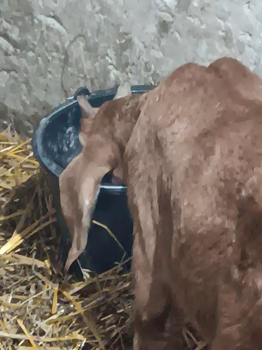 Iezi masculi de rasă anglonubian.