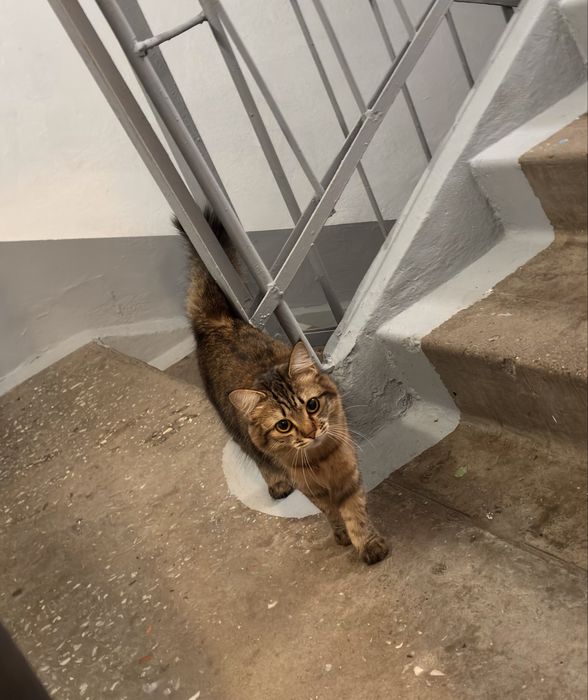 Пристраиваем котенка
