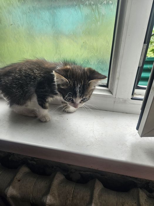 Отдам бесплатно котят