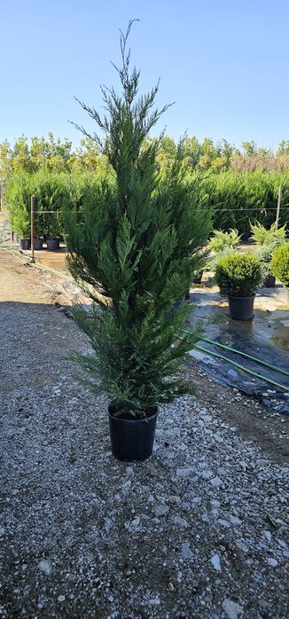 Plante Ornamentale diferite specialități tuia magnoli artar