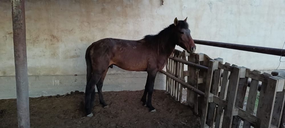 Айғыр  сатылады.  .