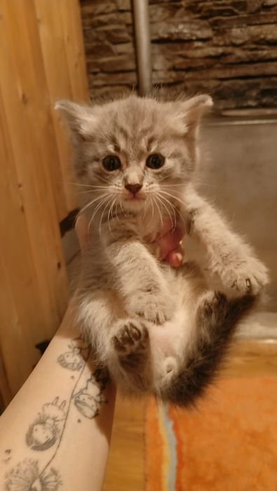 Отдам котят в добрые руки