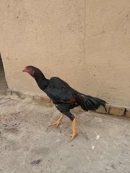 Дакан жужа Хуроз