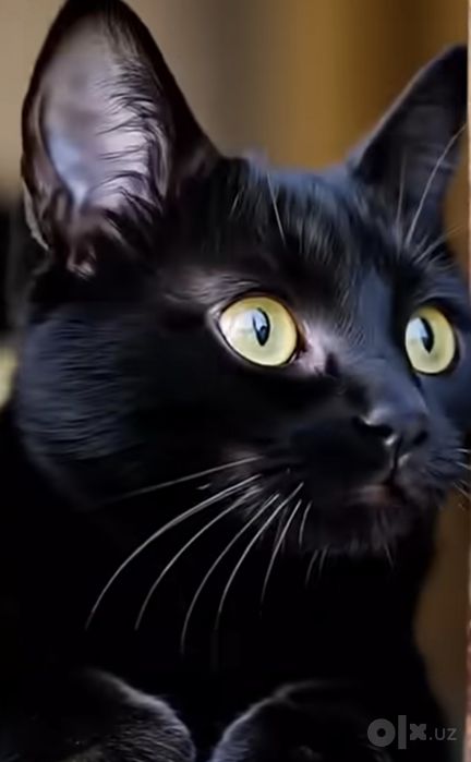 Кошки, коты, котята