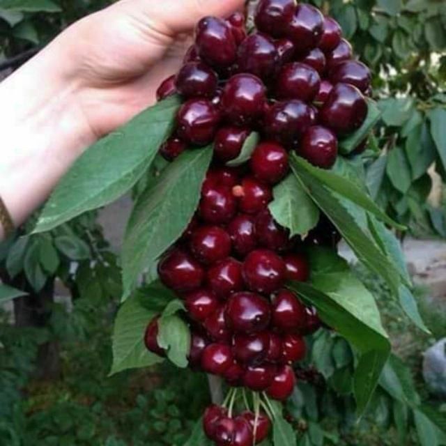 Gilos kuchalari bor