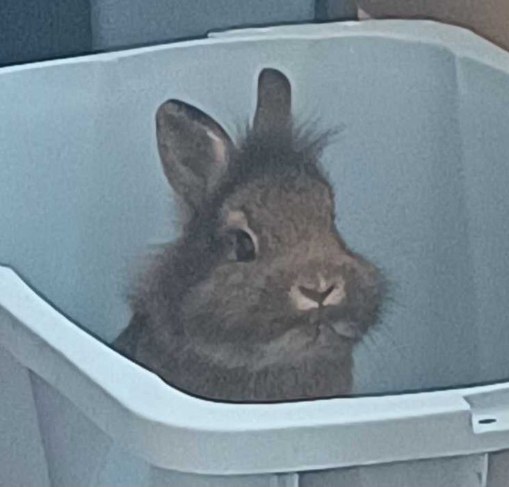 Iepu,re pitic  varsta 5 luni