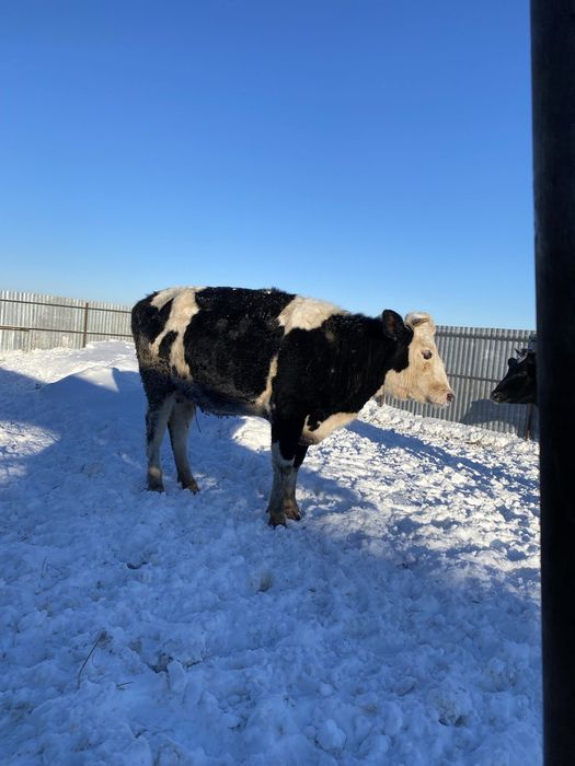 Россия дан Кора Ола 4-5-6 ойлик бугоз Гуножинлар 2 ёшарликлар