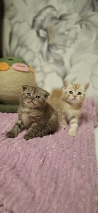 Шотландские скоттиш котята