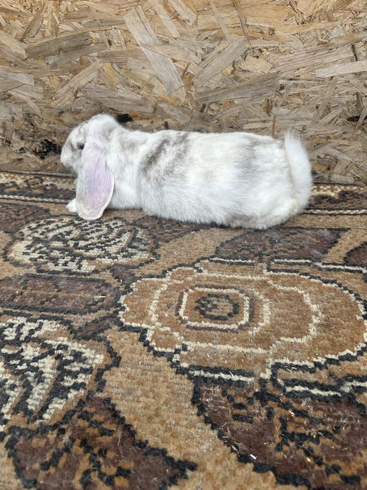 Iepuri berbec german