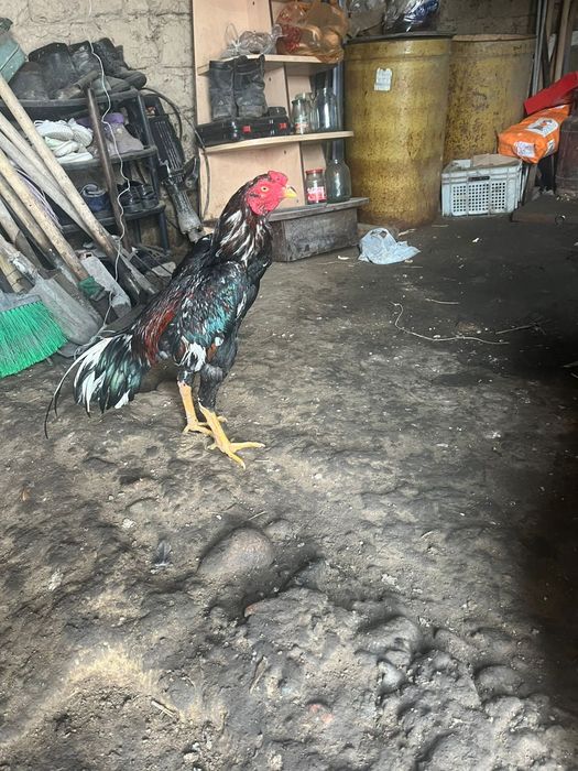 Дакан бойцовый петух