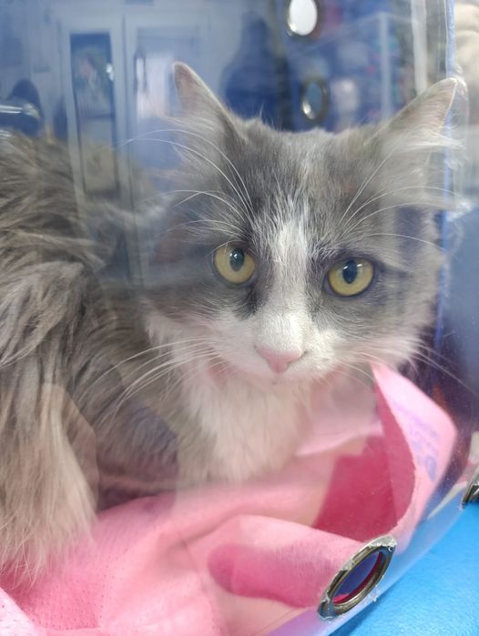 Пристраивается кот Семён в добрые ручки